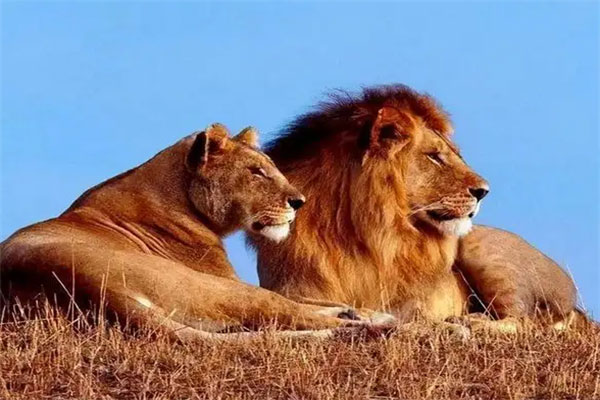 世界最厉害动物排名前十：东北虎、非洲狮名列榜首