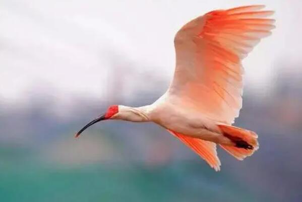 世界十大濒危鸟类，第一种数量仅30只上下