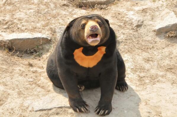 十大熊类战斗力排名：大熊猫仅居第八，北极熊夺冠！
