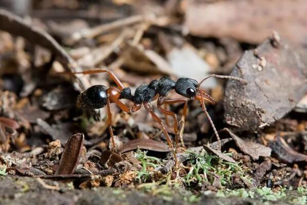 世界上最强的十大蚂蚁：子弹蚁、行军蚁均上榜