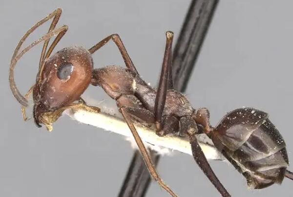 世界上最强的十大蚂蚁：子弹蚁、行军蚁均上榜