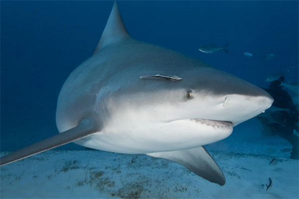 世界十大恐怖鲨鱼排名：大白鲨名列第一