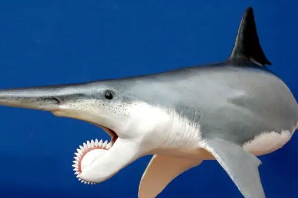 远古时期十大最凶猛的动物：旋齿鲨和棘龙双双入榜