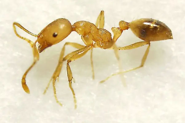 世界七大有毒蚂蚁：子弹蚁、红火蚁名列榜首