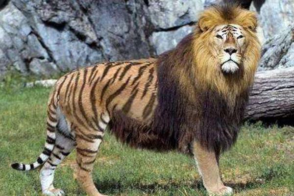 全球10大罕见杂交动物：虎皮猫上榜，你见过吗？