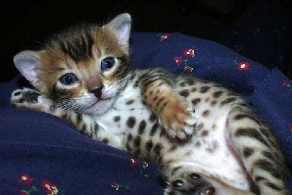 全球10大罕见杂交动物：虎皮猫上榜，你见过吗？