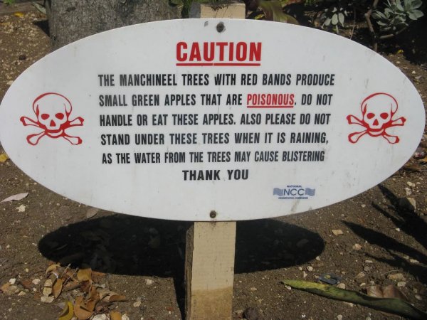 世界上最吓人的树：毒番石榴树浑身有剧毒