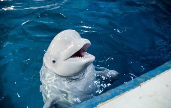 世界上最可爱的鲸鱼：白鲸长相可爱像海豚