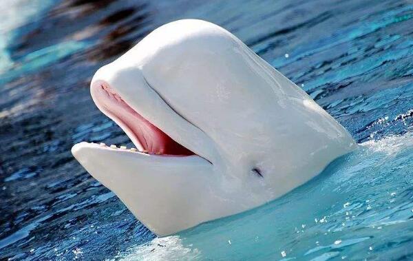 世界上最可爱的鲸鱼：白鲸长相可爱像海豚