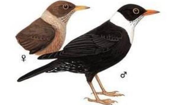 世界上最像乌鸦的鸟类：白颈鸫体长达28厘米