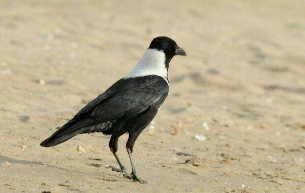 世界上最像乌鸦的鸟类：白颈鸫体长达28厘米