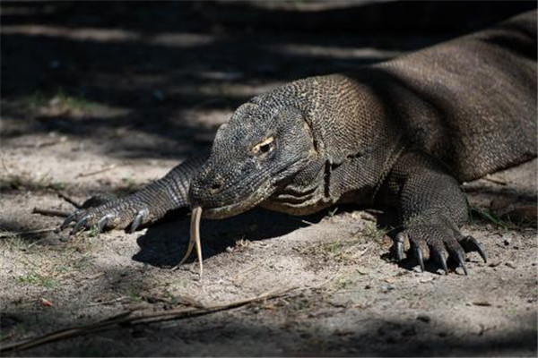 世界上最厉害的蜥蜴：科莫多巨蜥体重达70公斤