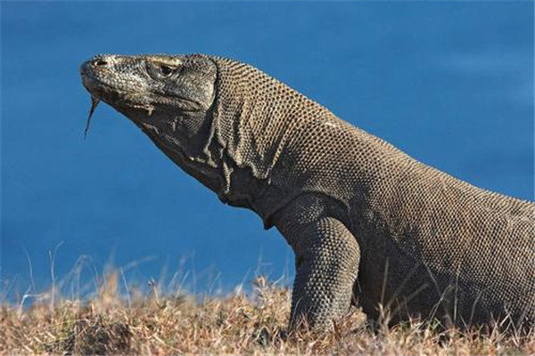 世界上最厉害的蜥蜴：科莫多巨蜥体重达70公斤