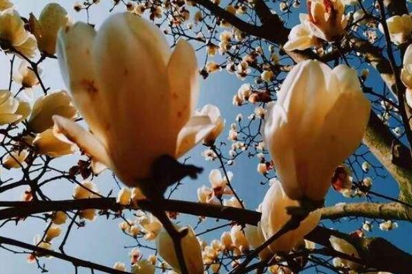 十大开花最香的树：鸡蛋花垫底，桂树夺冠