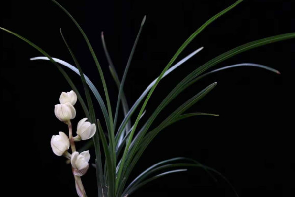 世界上最贵的一盆兰花：素冠荷鼎价格高达5000万元