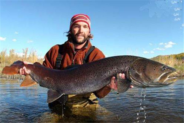 世界上最大的哲罗鱼：体长超过15米
