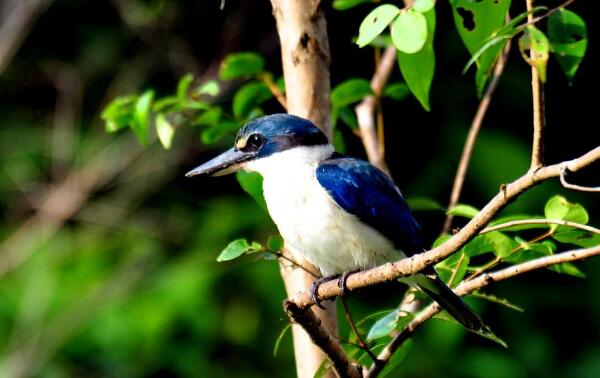 世界上最好看的鸟：白领翡翠浑身蓝白色，你见过吗？