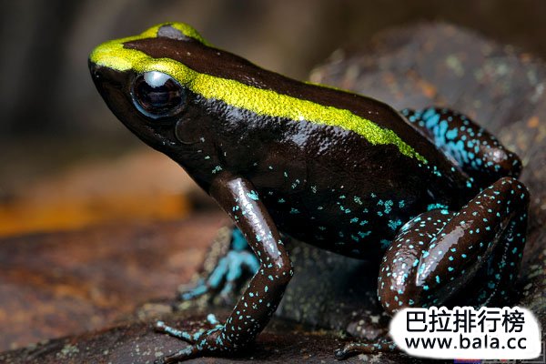 世界十大毒性最强的蛙类，黄金箭毒蛙排第一名