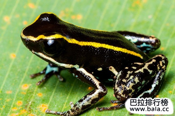 世界十大毒性最强的蛙类，黄金箭毒蛙排第一名