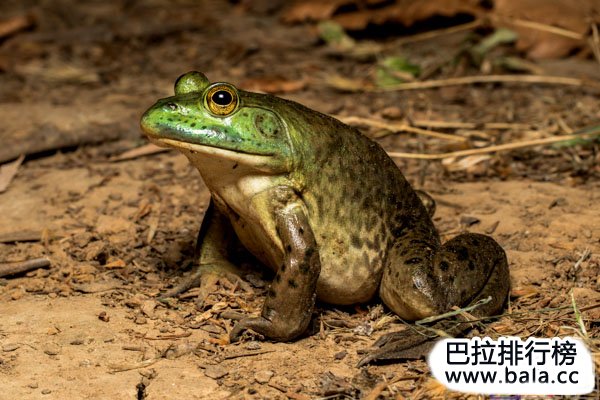 世界体型最大的五种蛙类排名：非洲巨蛙当之无愧夺魁
