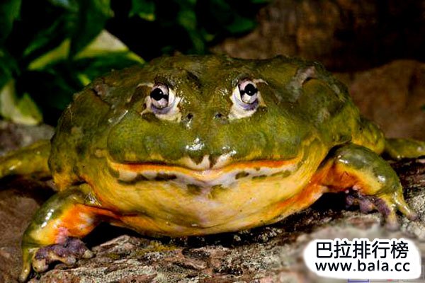 世界体型最大的五种蛙类排名：非洲巨蛙当之无愧夺魁