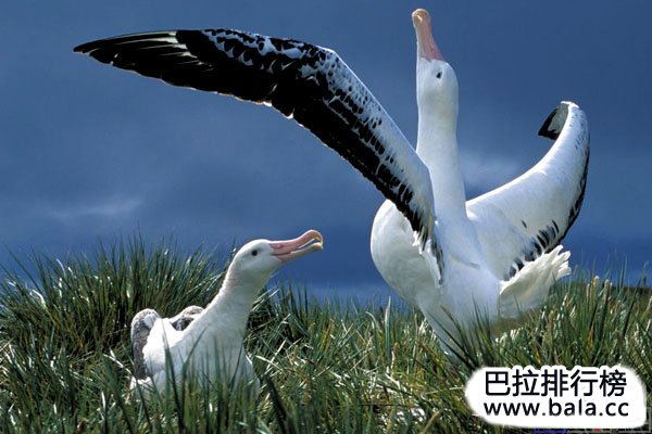 世界上体型最大的十大鸟类排名：鸵鸟夺冠！