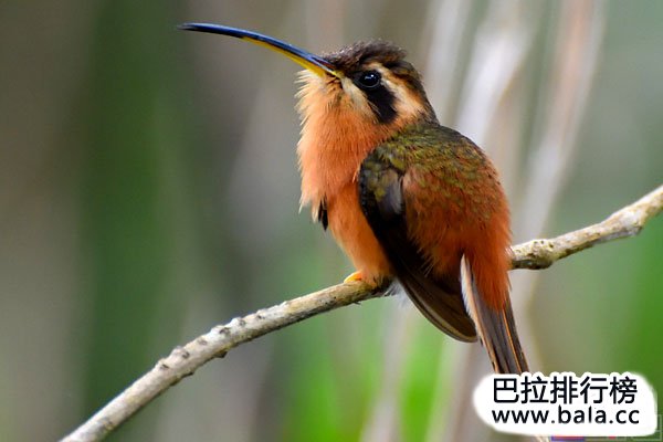 世界上体型最小的十大鸟类排名：吸蜜蜂鸟排第一