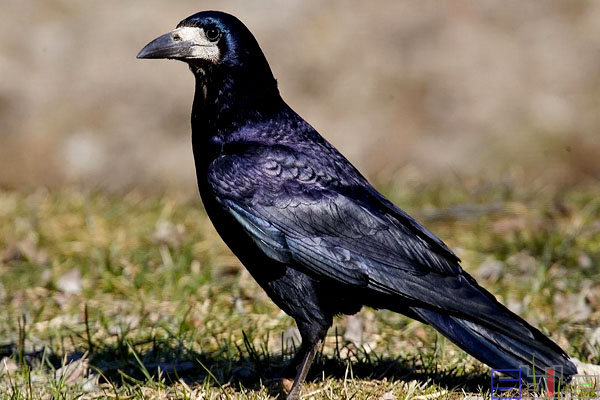 世界最聪明的十种鸟类：秃鼻乌鸦排第一名