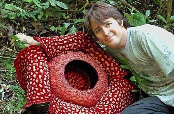 世界上最大的花：大王花最大花径1米，重量7.5千克
