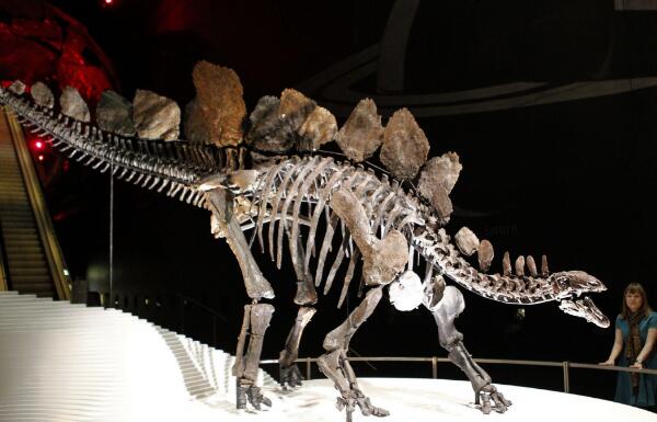 世界上脑最小的恐龙：剑龙身长9米，大脑重仅70克