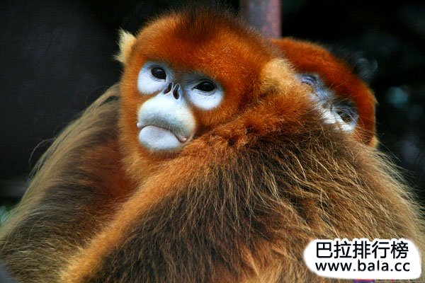 中国十大濒危国宝级野生动物排名，大熊猫夺冠
