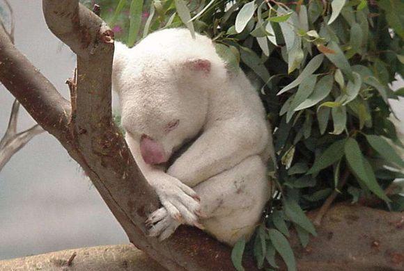 世界十大非常罕见的白化动物：白化考拉你见过吗？