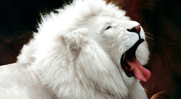 世界十大非常罕见的白化动物：白化考拉你见过吗？