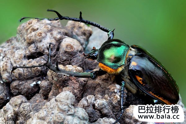 世界最珍稀售价最高的十大昆虫：彩虹锹甲排第一名