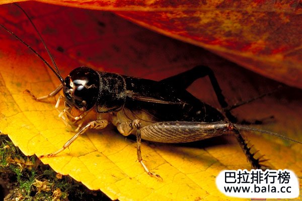 世界最珍稀售价最高的十大昆虫：彩虹锹甲排第一名
