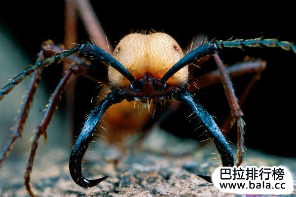 世界十大最危险的昆虫排行：按蚊、跳蚤位居前两名
