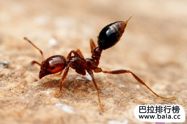 世界十大最危险的昆虫排行：按蚊、跳蚤位居前两名