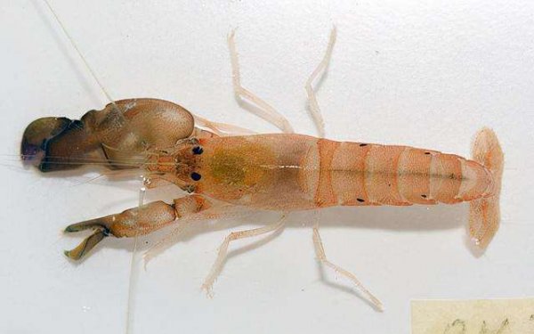 世界上最凶猛的虾：手枪虾＂自带＂杀伤性武器