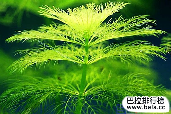 十大美丽的阴性水草：简单易养且漂亮，适合造景