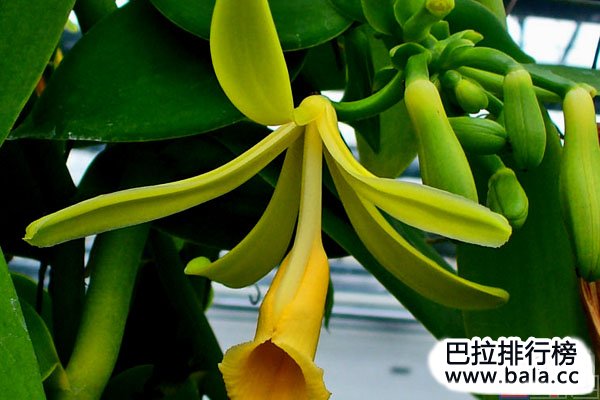 世界十大名贵香料植物：藏红花夺得冠军宝座
