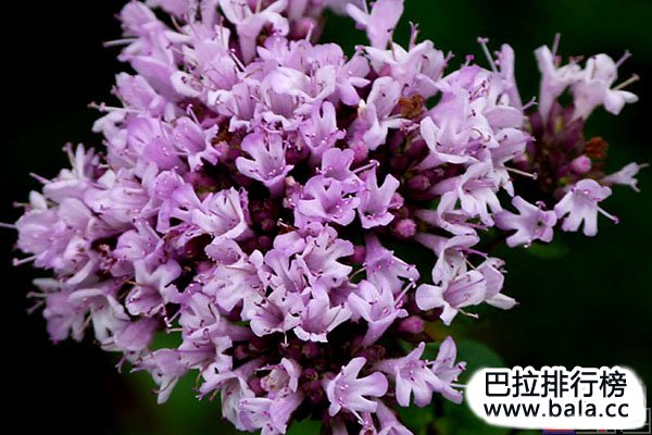 世界十大名贵香料植物：藏红花夺得冠军宝座