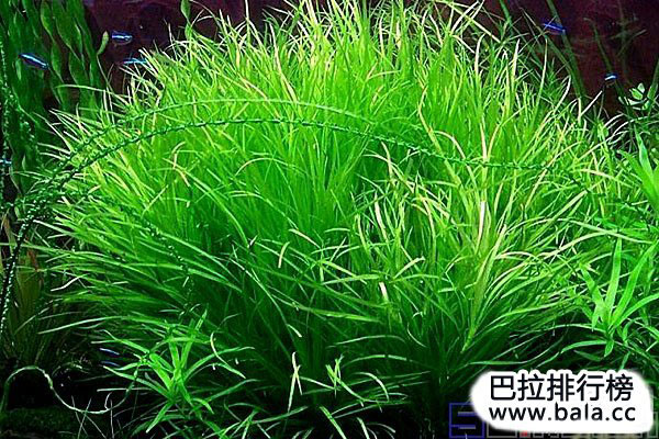 十大美丽的阳性水草：迷你谷精排榜首，你有养吗？