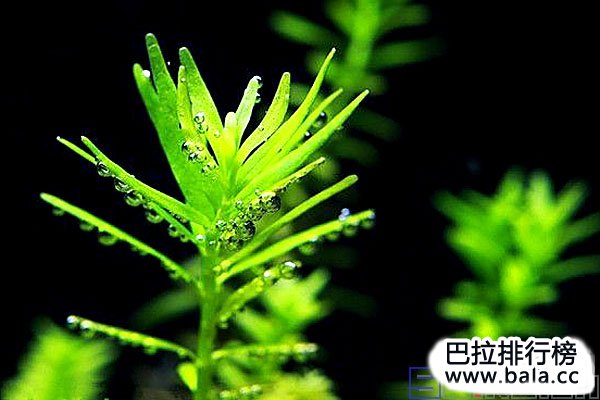 十大美丽的阳性水草：迷你谷精排榜首，你有养吗？
