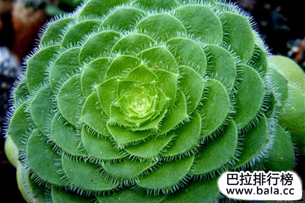 十大唯美的几何对称植物：水浮莲上榜，帝王花居首