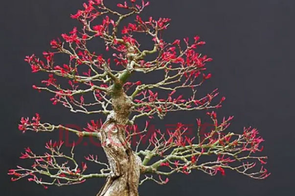 十大名贵盆景：真柏上榜，红枫是日本名贵盆景