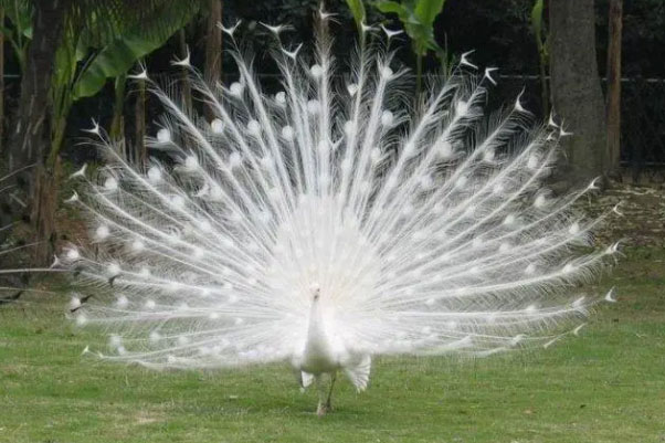 世界十大最美的鸟：天鹅上榜，白孔雀位列第一