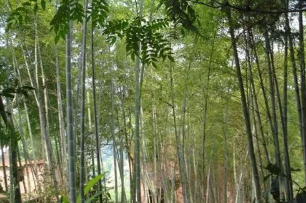 世界上长得最快的植物：竹子一天可长高1米