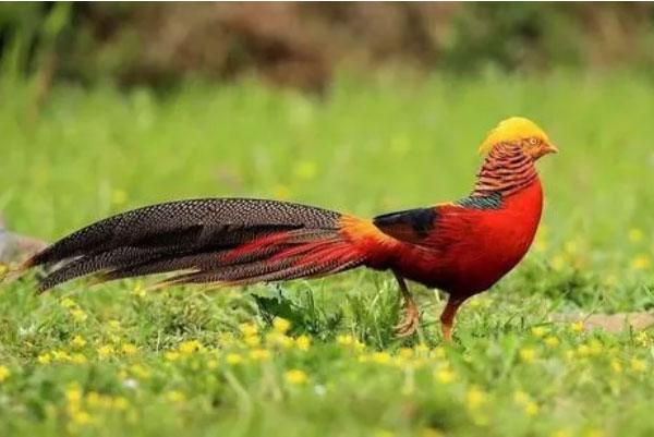 中国有一种很像凤凰的鸟：红腹锦鸡象征吉祥