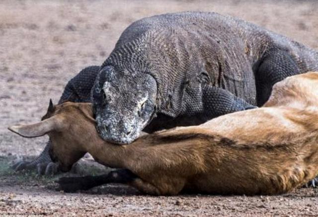 世界上10大最凶猛危险的动物，狮子大象双双入榜