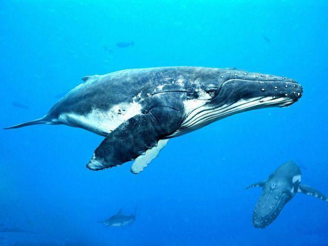 地球上5大重型动物：蓝鲸夺冠，长颈鹿居第三